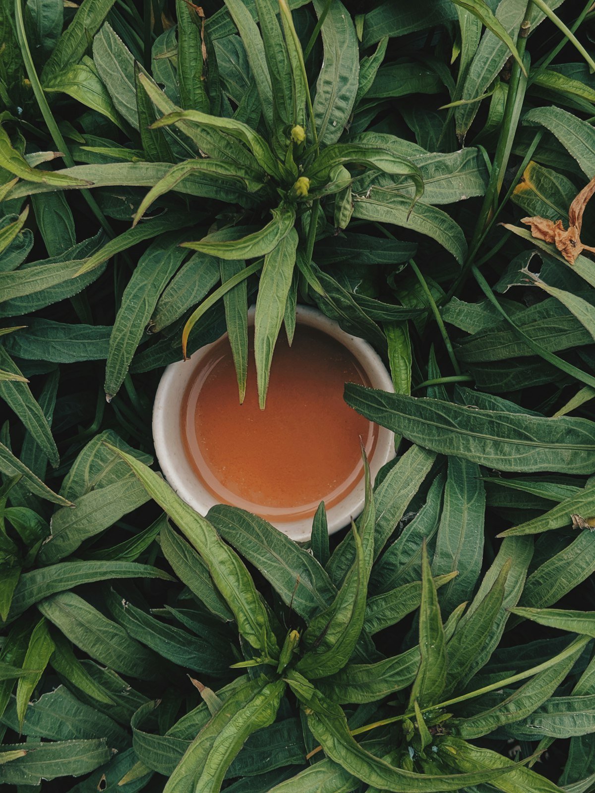 A cup of amber herbal infusion among green leaves